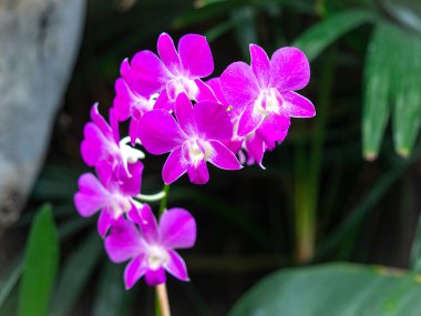 Bahçedeki parlak pembe orkide çiçekleri