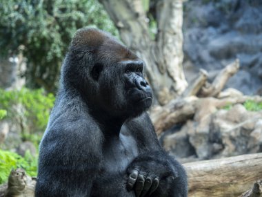 Batı ovasındaki erkek goril portresi