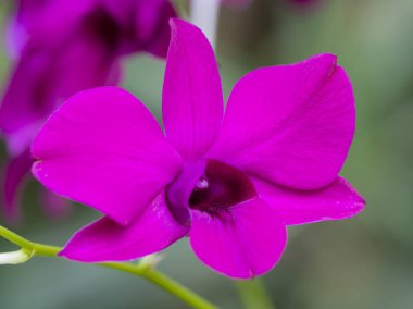 Parlak pembe bir orkide çiçeğinin yakın çekimi.