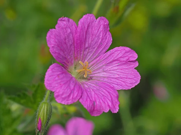 Nahaufnahme einer rosa Kranichschnabel-Geranienblüte — Stockfoto