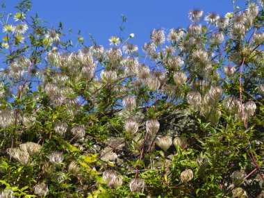 Bahçedeki çekirdek başları Clematis bitkisi