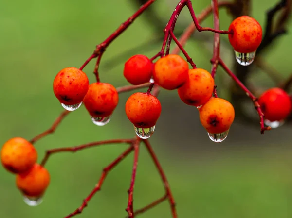 Vogelbeeren mit Wassertropfen nach Regen — Stockfoto