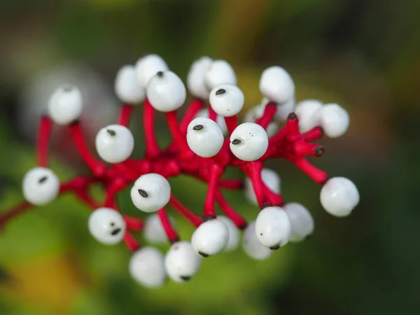 Beyaz böğürtlen Actaea pachypoda böğürtlen ve sap — Stok fotoğraf