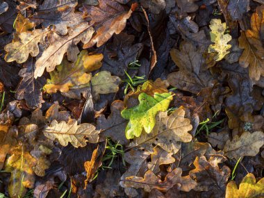 Oak leaf litter on a woodland floor in late autumn clipart