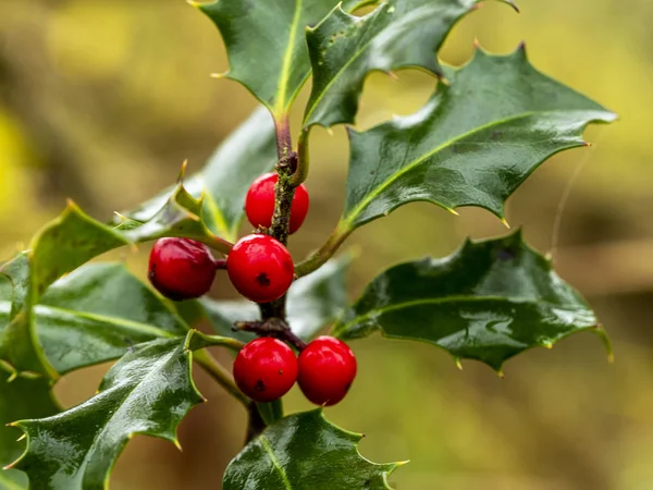 Rote Stechpalmenbeeren und nasse grüne Blätter — Stockfoto