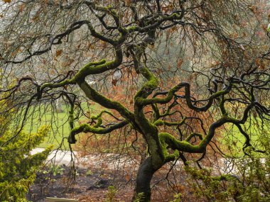 Sonbaharda bahçede yosunlu aser ağacı