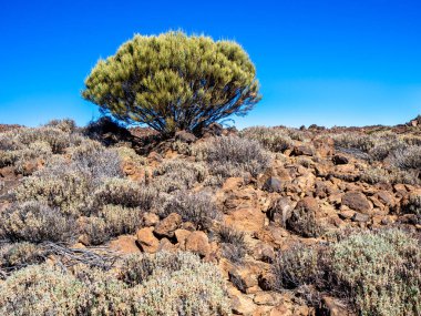 Tenerife 'deki Teide Ulusal Parkı' nda bitki örtüsü