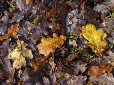 Oak leaf litter on a woodland floor in late autumn clipart