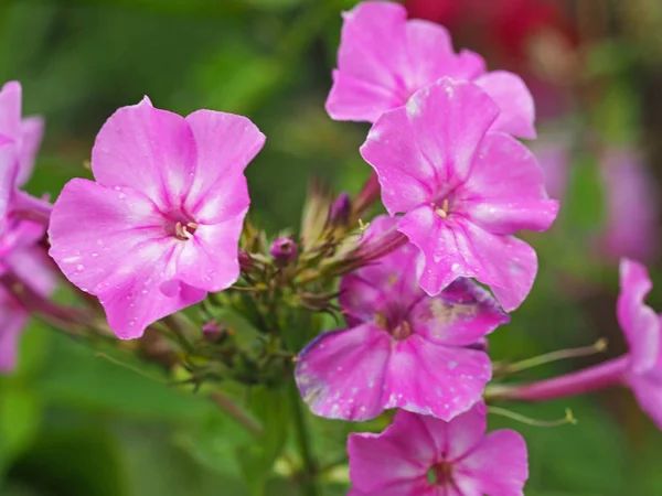 Brillante rosa Pelargonium geranio flores y brotes —  Fotos de Stock