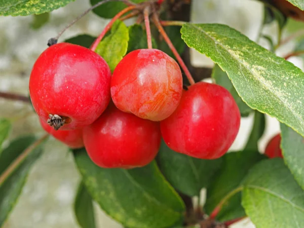 Małe błyszczące czerwone jabłka krabowe, odmiana Red Sentinel — Zdjęcie stockowe