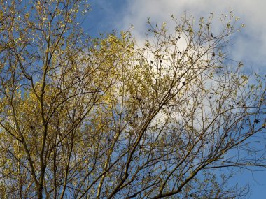 Sarı sonbahar yapraklı söğüt ağacı dalları