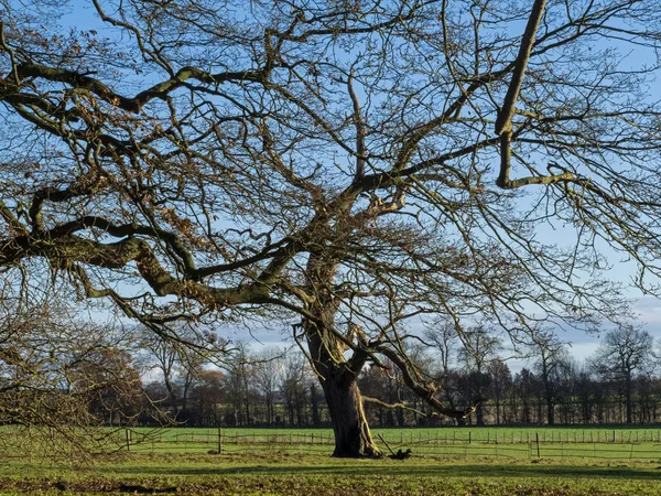 英格兰北约克郡蓝天绿地中的冬树 — 图库照片