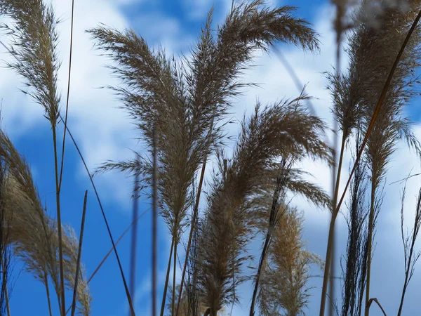 Pitkä koriste ruoho ja sininen taivas — kuvapankkivalokuva