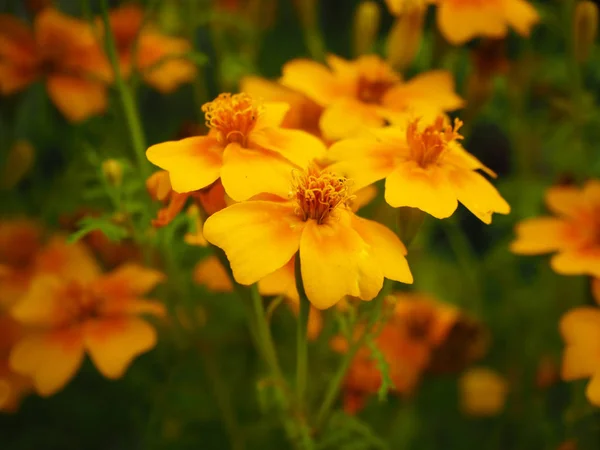 Sarı Kozmos çiçekleri, kozmos sülfür, yumuşak odaklı. — Stok fotoğraf
