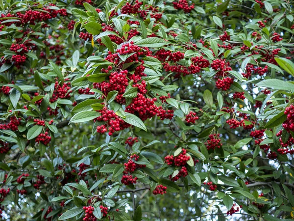 Willowleaf kotoneaster s červenými bobulemi a zelenými listy vidět zdola — Stock fotografie