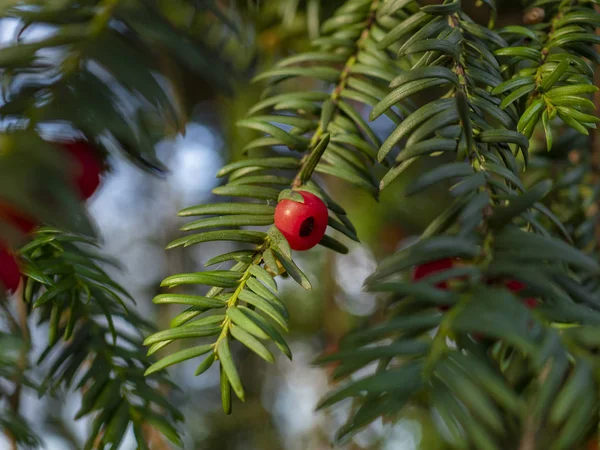 Pojedyncza czerwona jagoda na gałęzi cisu drzewa — Zdjęcie stockowe