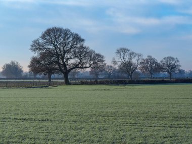Soğuk ve sisli bir sabah tarlada çıplak bir ağaç.