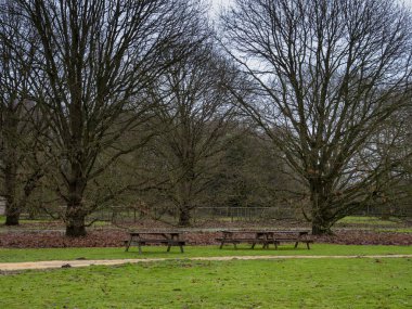 İngiltere, Yorkshire parkında, ahşap piknik masaları olan Macar meşe ağaçları.