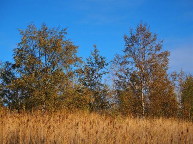 Fairburn Ings, Batı Yorkshire, İngiltere 'de sonbahar renkleriyle ağaçlar ve sazlıklar
