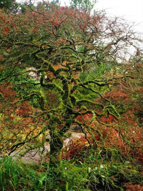 Kış mevsiminde bükülmüş yosunlu dalları olan çıplak ağaç