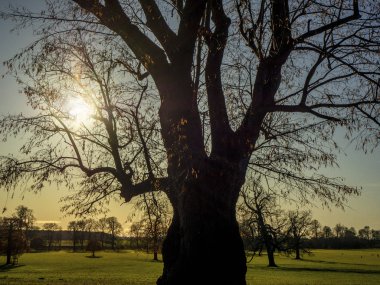 Kuzey Yorkshire parkında arka ışıklandırma ağacı, İngiltere