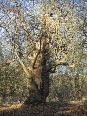 Kadim tatlı kestane ağacı, Castanea sativa, kışın