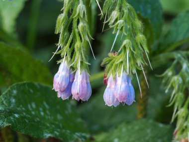 Comfrey 'in kanatları, Symphytum officinale