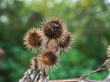 Bitmiş burdock, Arctium, Sonbaharda çiçekler, Kuzey Yorkshire, İngiltere