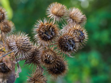 Bitmiş burdock, Arctium, Sonbaharda çiçekler, Kuzey Yorkshire, İngiltere