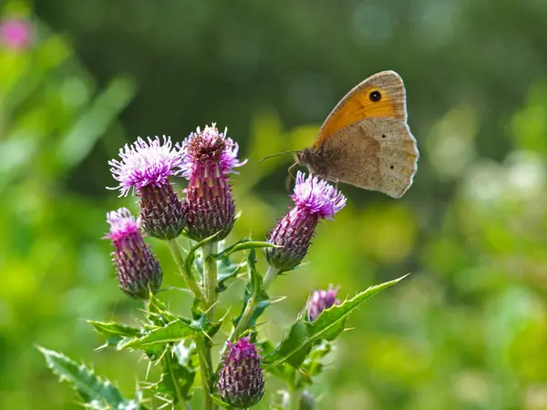 雌蕊花上的草黄蝴蝶 — 图库照片