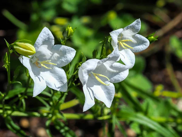 Campanula cu flori albe mari și muguri — Fotografie, imagine de stoc