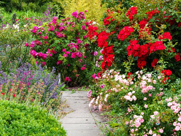 Ljus blomsterutställning i en sommarträdgård — Stockfoto