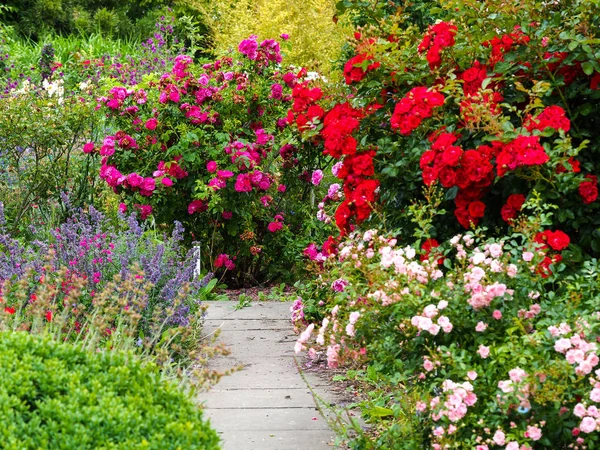 Bright flower display in a summer garden — Stock Photo, Image