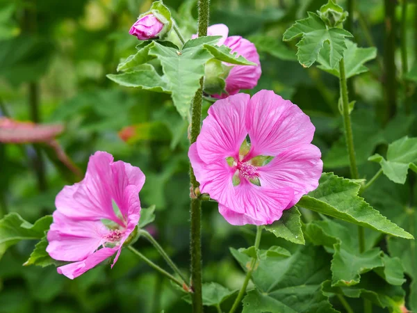 Flores rosas de malva de árbol, Lavatera thuringiaca —  Fotos de Stock