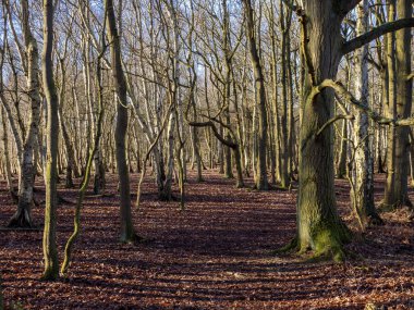 Skipwith Common, North Yorkshire, İngiltere 'deki ormanda kış.