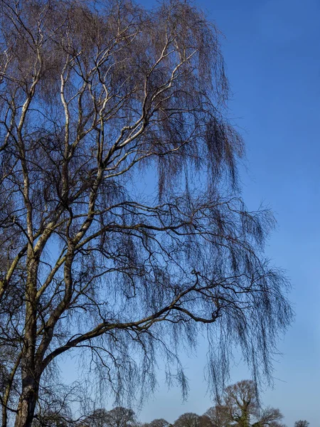 Silver birch tree branches against a blue sky in winter