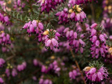 Kışın güzel pembe çiçekleri, Erica Carnea