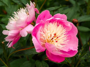 Lovely pink peony flowers, Paeonia lactiflora Bowl of Beauty clipart