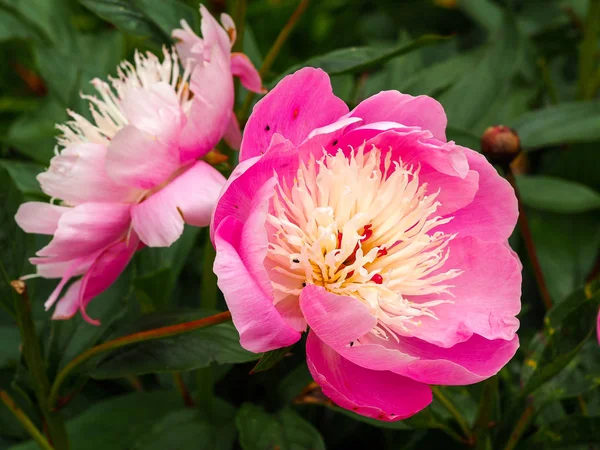 Piękne różowe piwonie kwiaty, Paeonia lactiflora Bowl piękna — Zdjęcie stockowe