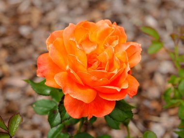 Lovely orange rose, variety Rosa Fellowship floribunda