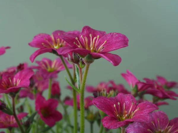 Flores Saxifrage, variedad Alpino Pink Early, con un fondo liso —  Fotos de Stock