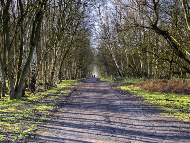 Skipwith Common, North Yorkshire, İngiltere 'de orman boyunca patika