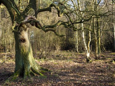 Skipwith Common, North Yorkshire, İngiltere 'de ormandaki çıplak kış ağaçları