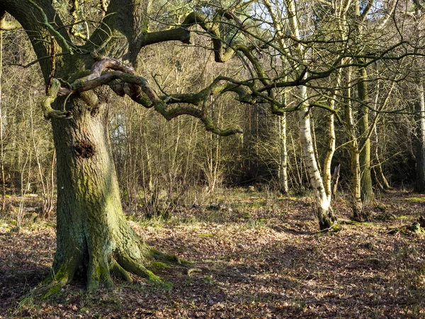 Δέντρα χειμώνα σε δάση στο Skipwith Common, North Yorkshire, Αγγλία — Φωτογραφία Αρχείου