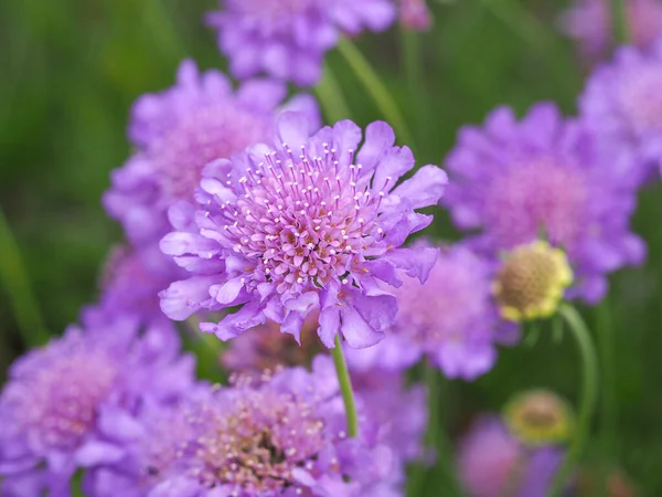 Bastante malva Scabious flores em um jardim de verão — Fotografia de Stock