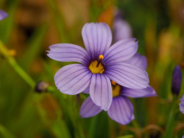 Pretty purple Sisyrinchium californicum flower in a garden clipart