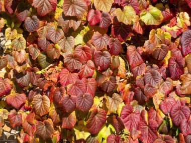 Colourful autumn ivy leaves growing on a wall
