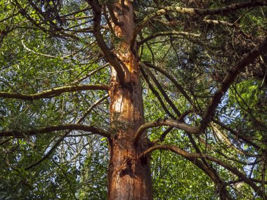 Old tree in a wood catching winter sunlight