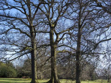 Three bare winter trees in a park