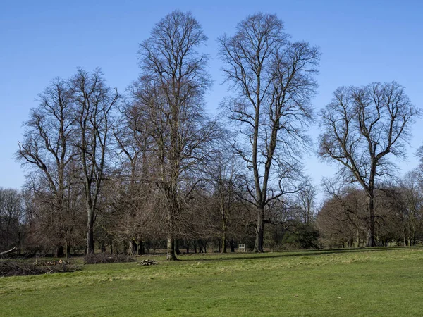 Ξανθά χειμωνιάτικα δέντρα σε ένα πάρκο με γαλάζιο ουρανό — Φωτογραφία Αρχείου